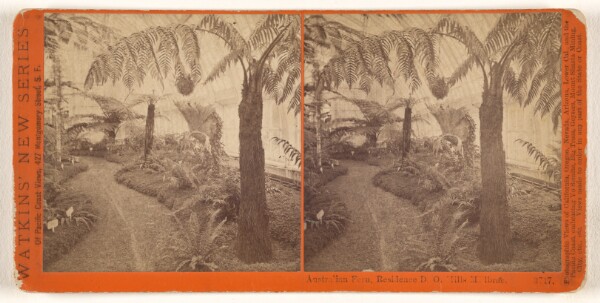 Carleton Watkins, Australian Fern, Residence D.O. Mills, Millbrae.