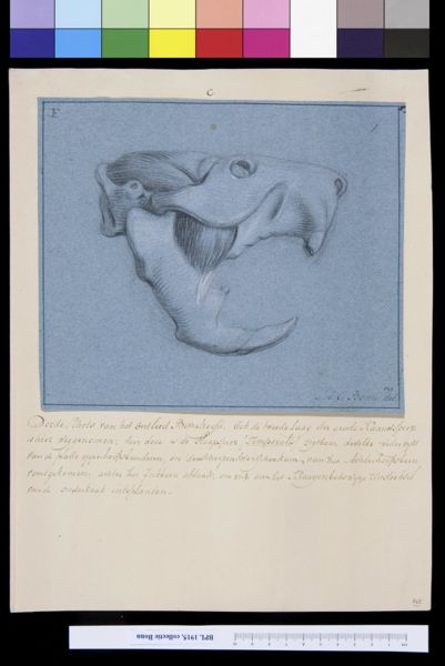 A Bonn, Animals: skull of a beaver
