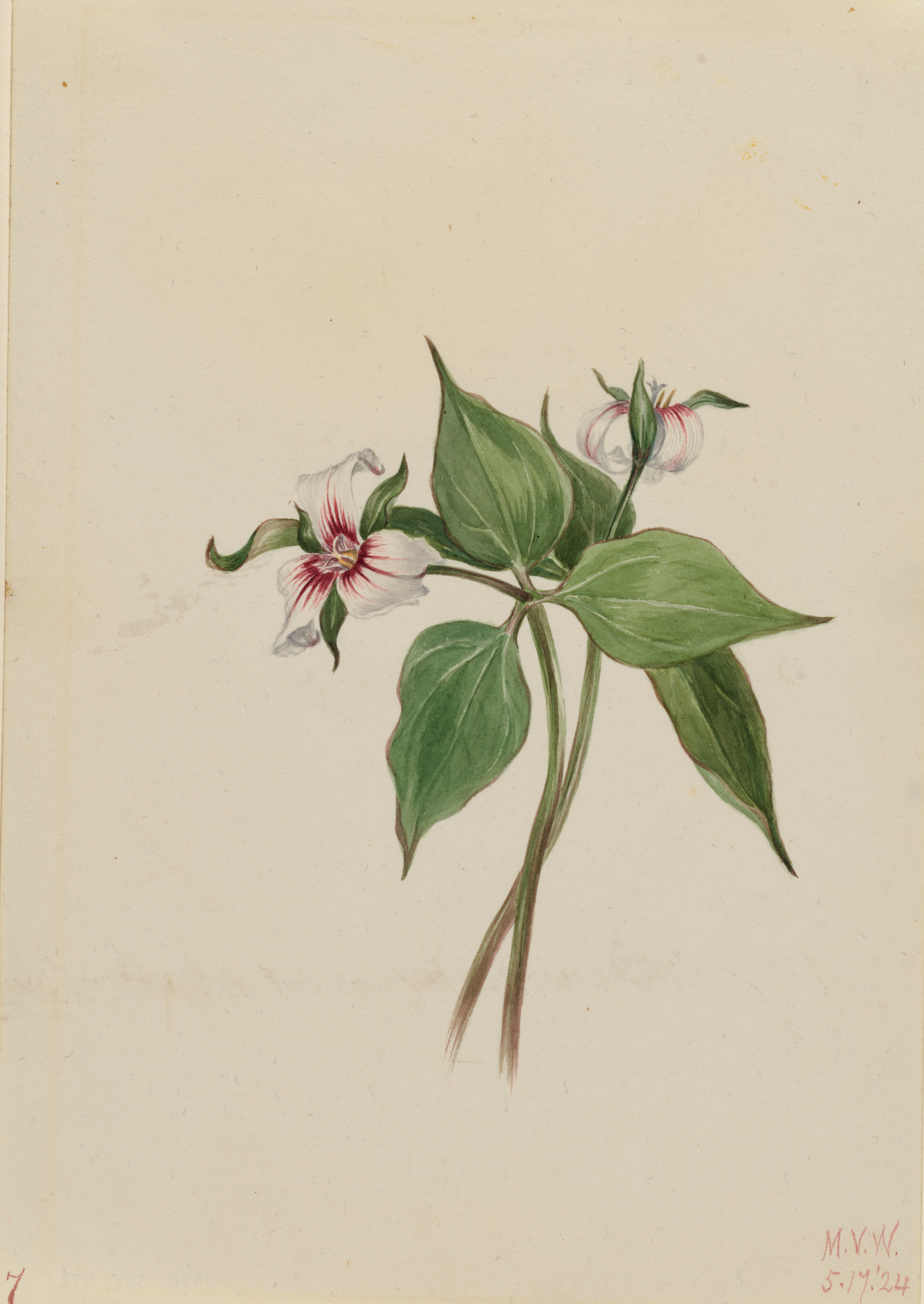 Mary Vaux Walcott, Painted Trillium (Trillium undulatum)