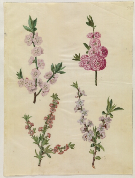 Hans Simon Holtzbecker, Prunus dulcis (mandel); Prunus persica (fersken)