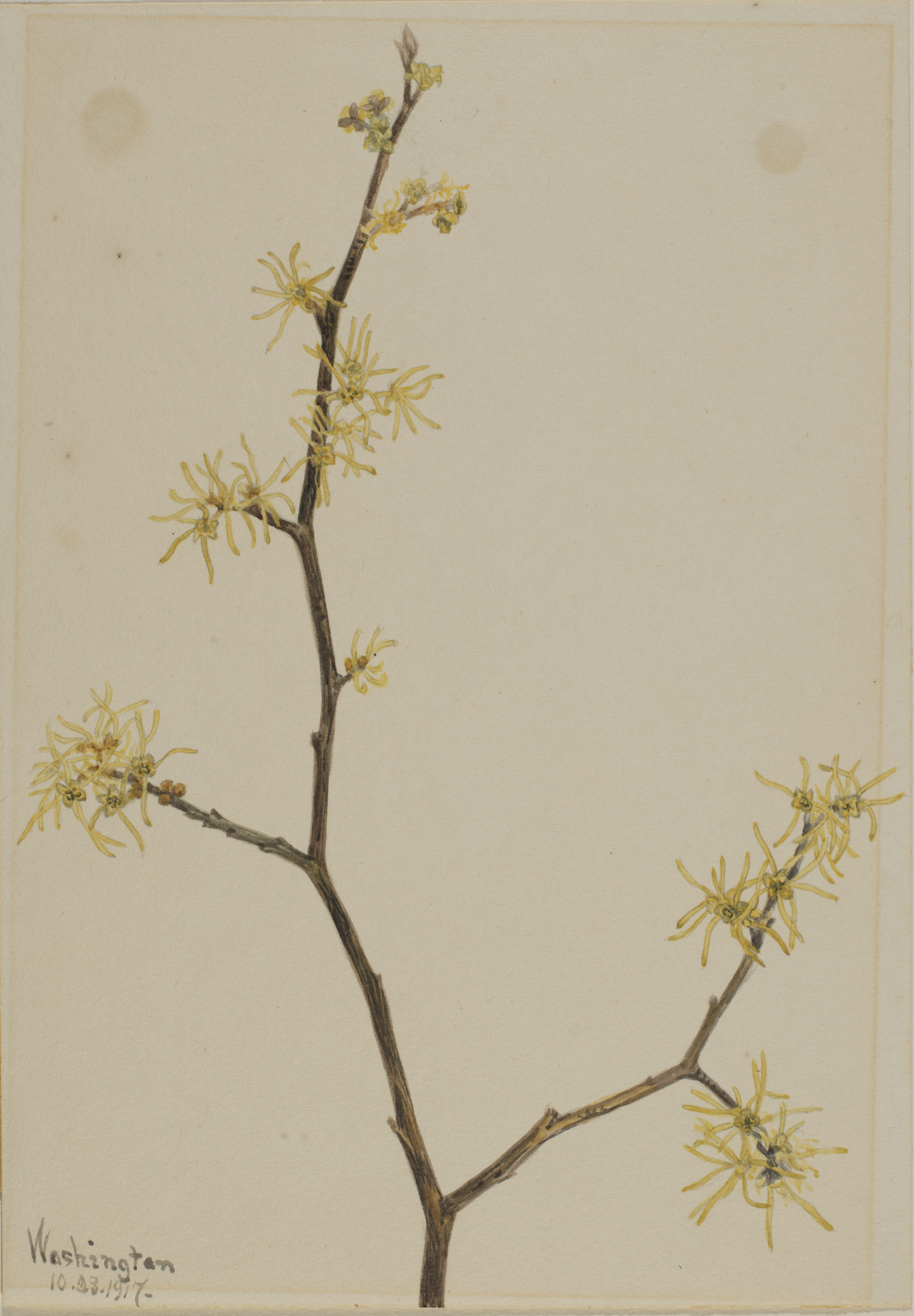 Mary Vaux Walcott, Witch-Hazel (Hamamelis virginiana)