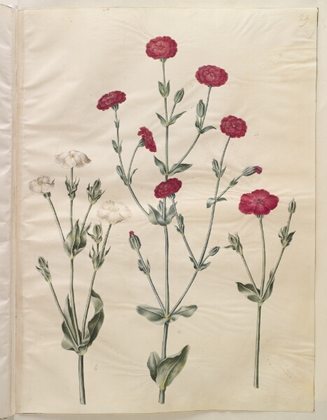 Hans Simon Holtzbecker, Silene coronaria (krone-limurt)
