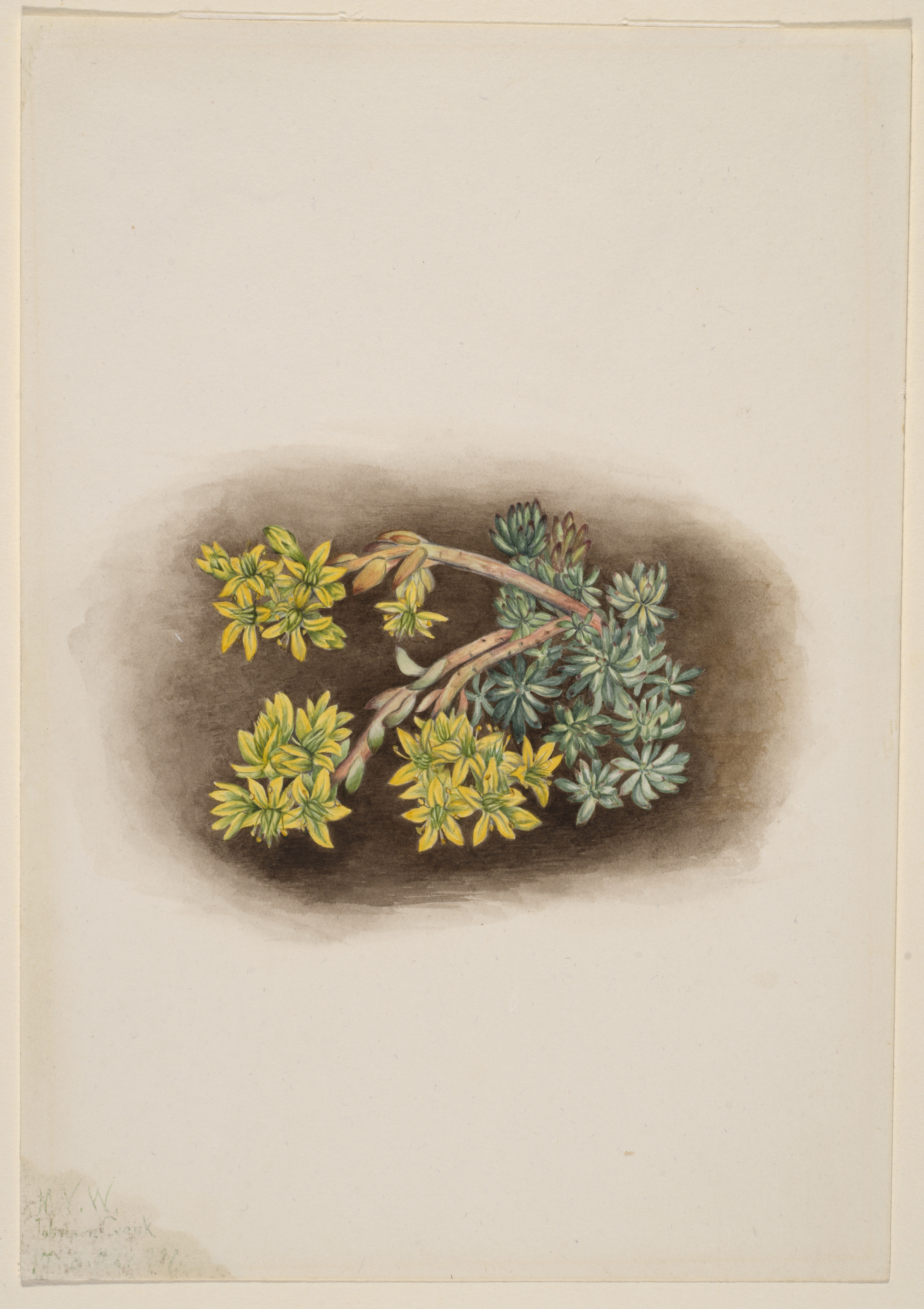 Mary Vaux Walcott, Yellow Stonecrop (Sedum stenopetalum)