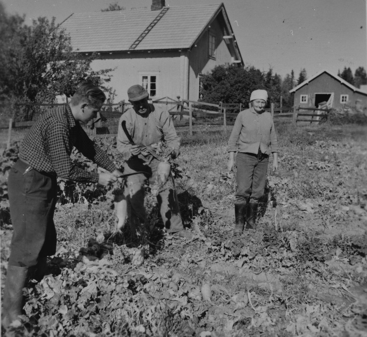 Anno Domkirkeodden, HØSTING AV TURNIPS, SOMMEREN 1959, VESTGÅRD, VESTGAARD