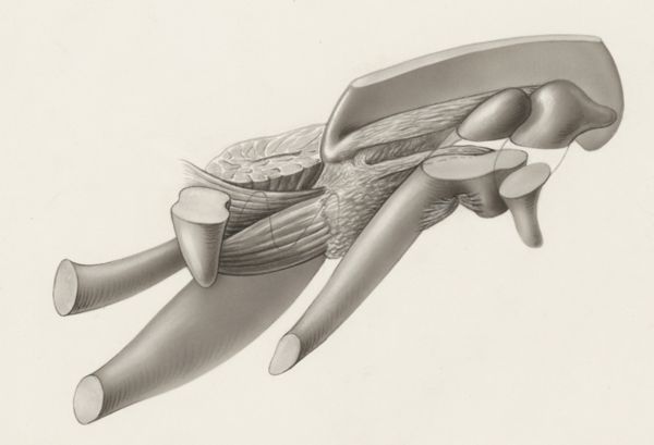 J Tinkelenberg, Musculoskeletal system of an embryo