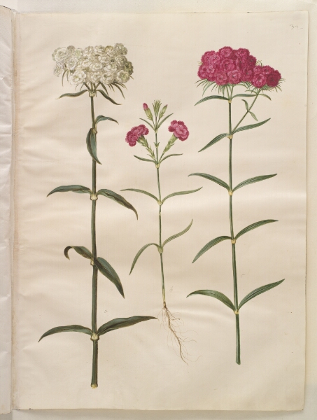 Hans Simon Holtzbecker, Dianthus barbatus (studenter-nellike); Dianthus (art af nellike)