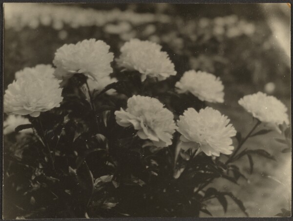 Louis Fleckenstein, [Flower Study]