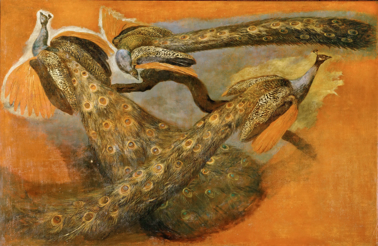 Pieter Boel, Triple étude d'un paon
