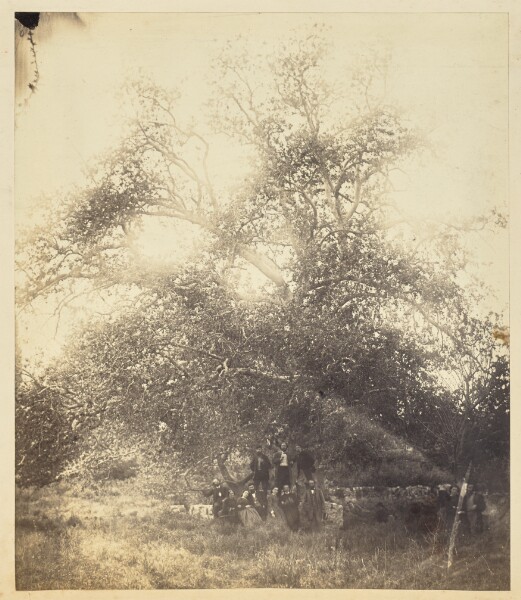Unknown, Homer's Mane Tree