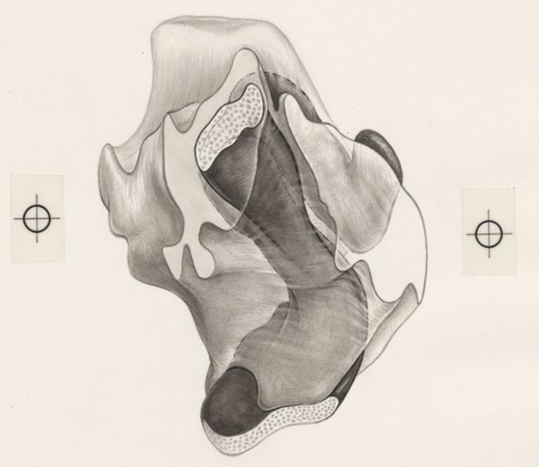 J Tinkelenberg, Part of the heart and circulatory system