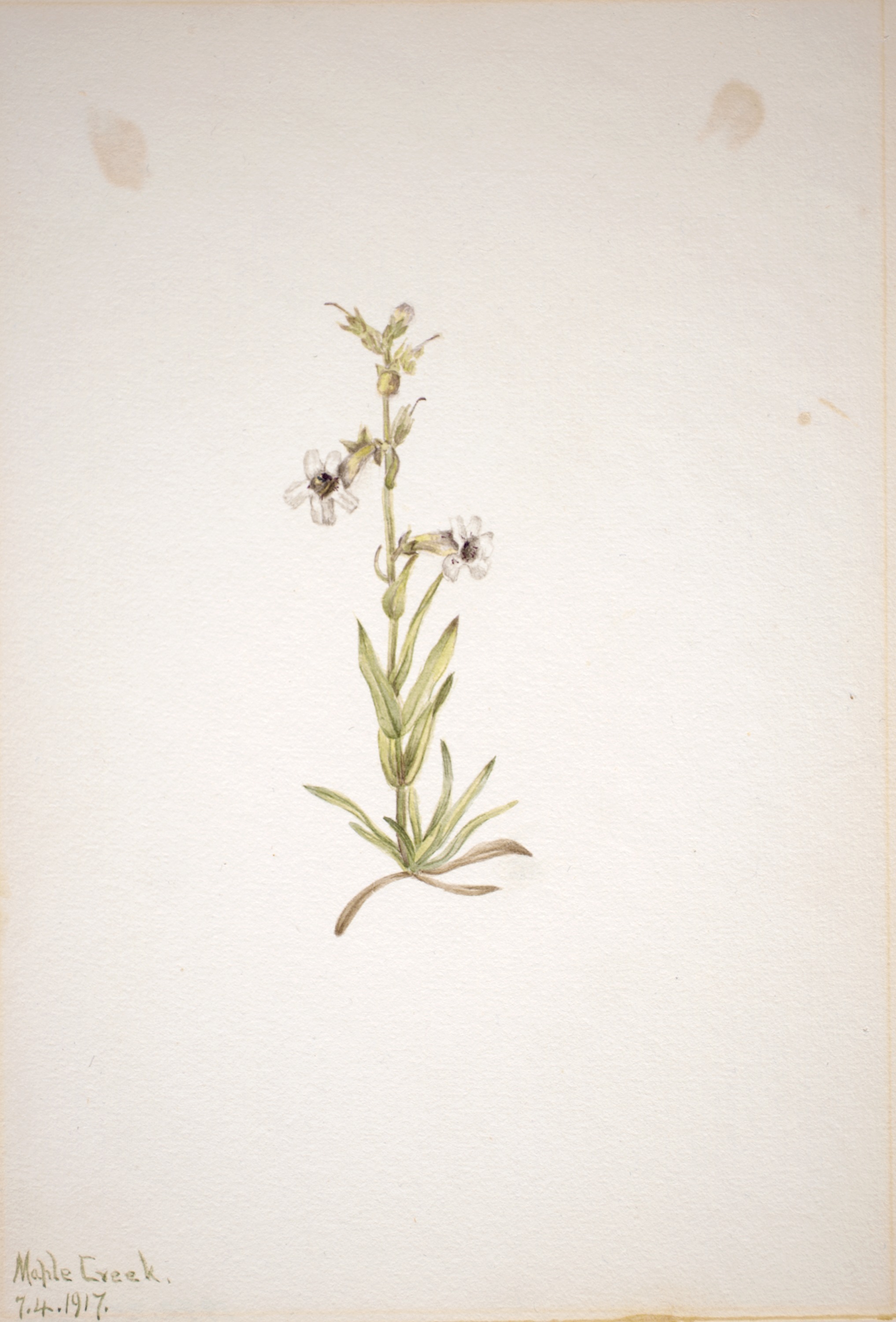 Mary Vaux Walcott, (Untitled--Plant Study)