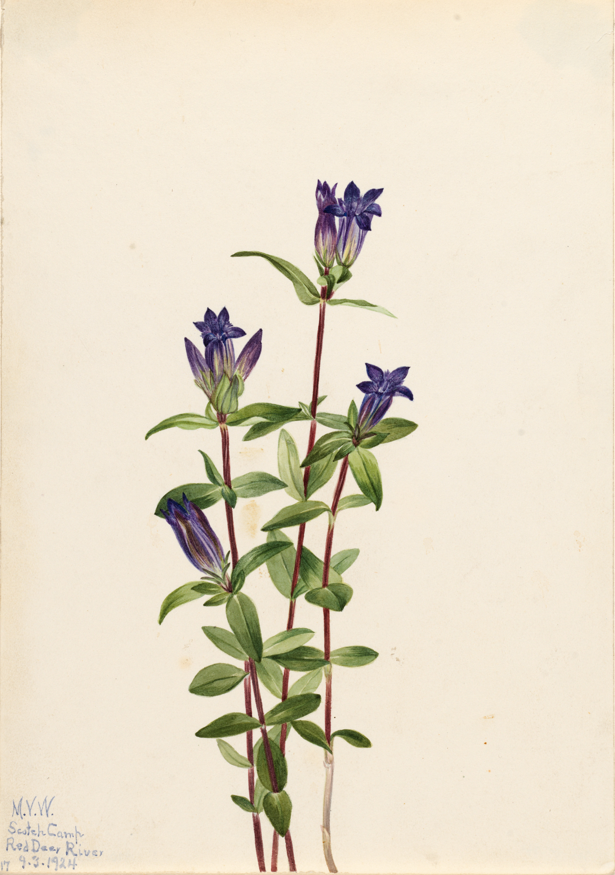 Mary Vaux Walcott, Riverbank Gentian (Gentiana affinis)