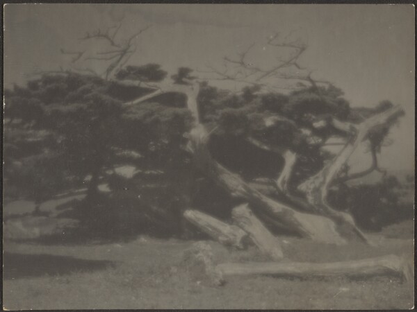 Louis Fleckenstein, [Cypress Landscape]