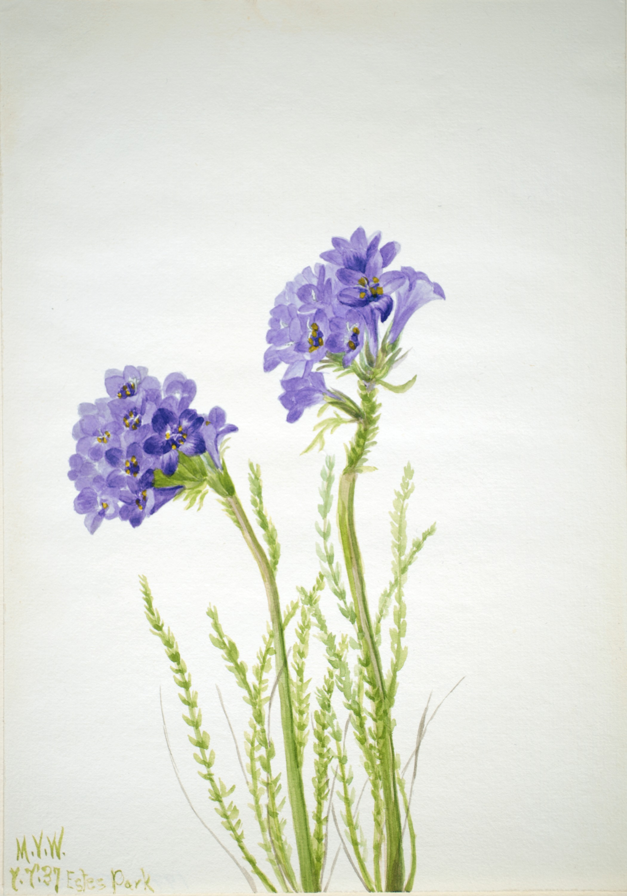 Mary Vaux Walcott, Jacob's Ladder (Polemonium viscosum)