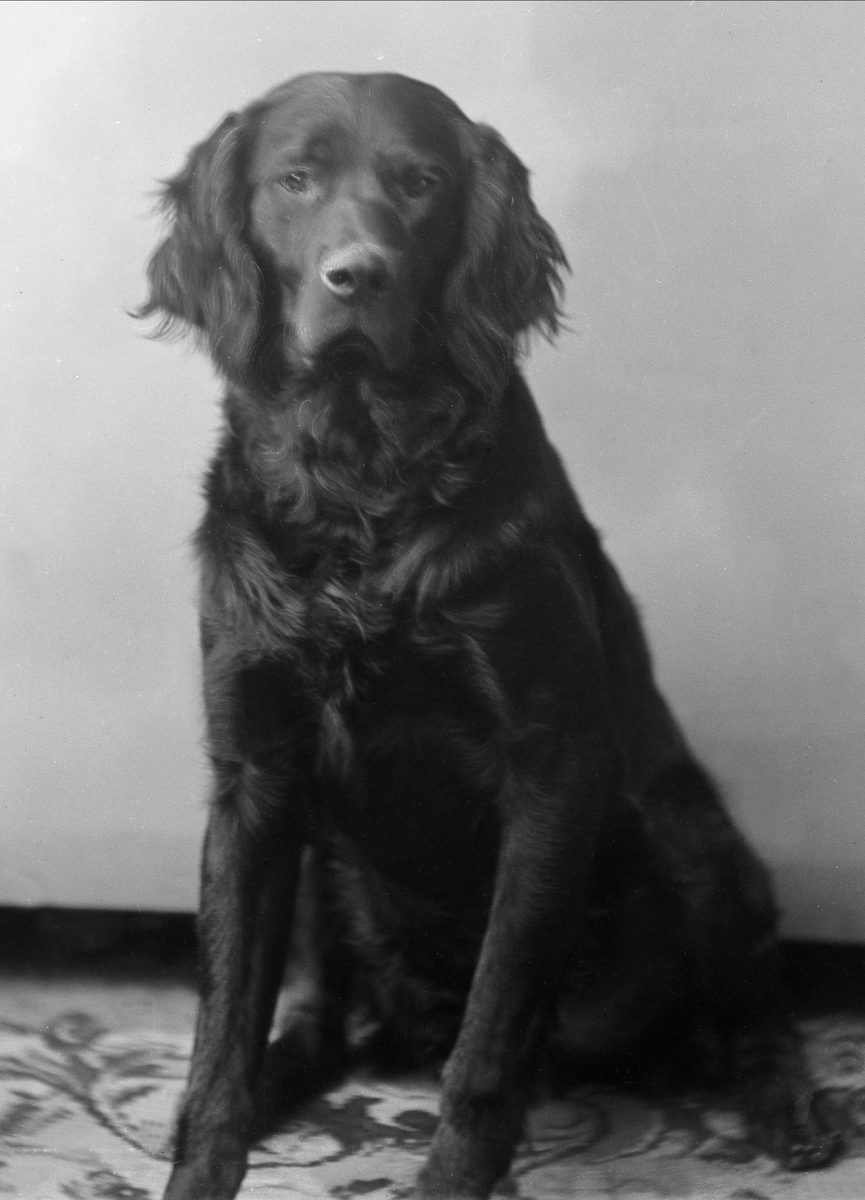 Gustav Borgen, Portrett, hund som sitter. Fru Andreas Backers hund