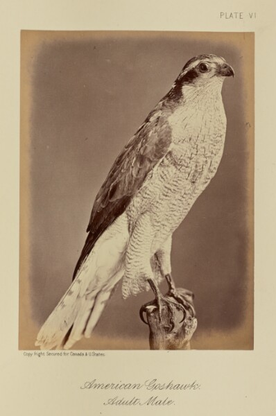 William Notman, American Goshawk, Adult Male