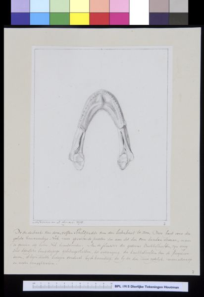 M Houtman, Animals: lower jaw of a turtle