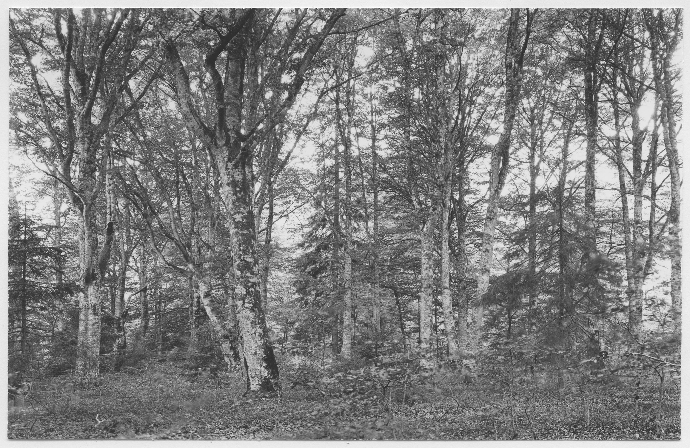 Mårten Sjöbeck, Växjö