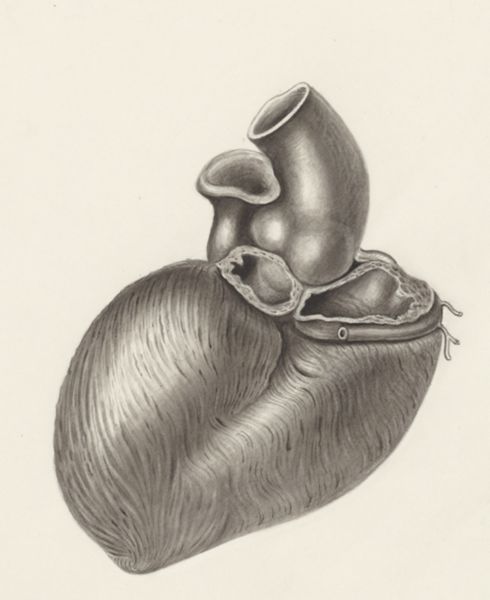 H.G Wetselaar, Heart