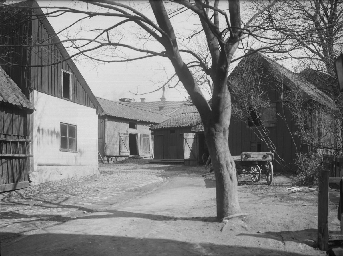 Alfred Dahlgren, The Garden Östra ÅG19 in Torget, Uppsala 1901 - 1902