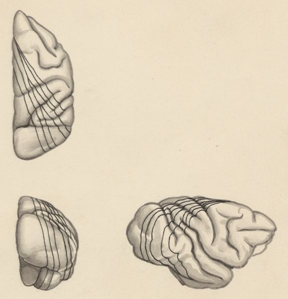 J Tinkelenberg, Part of the central nervous system