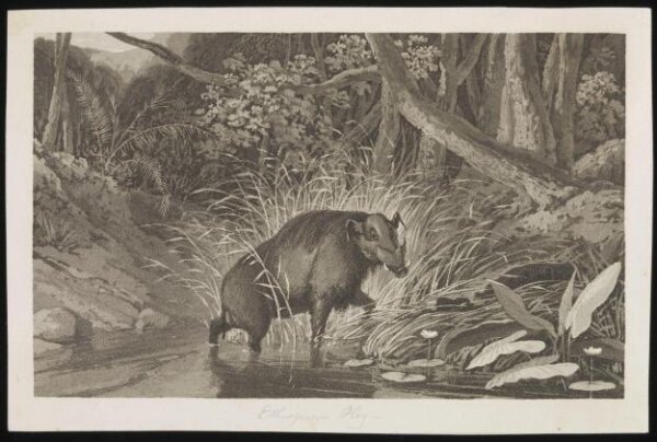 Unknown, Print