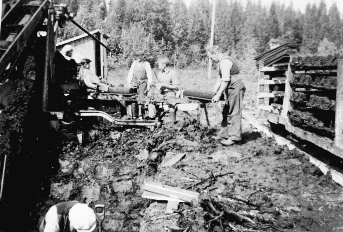Anno Domkirkeodden, Torvproduskjon, folk arbeider med å stable torv til tørk og transport. Kvemyra, Furnes Almenning, Ringsaker.