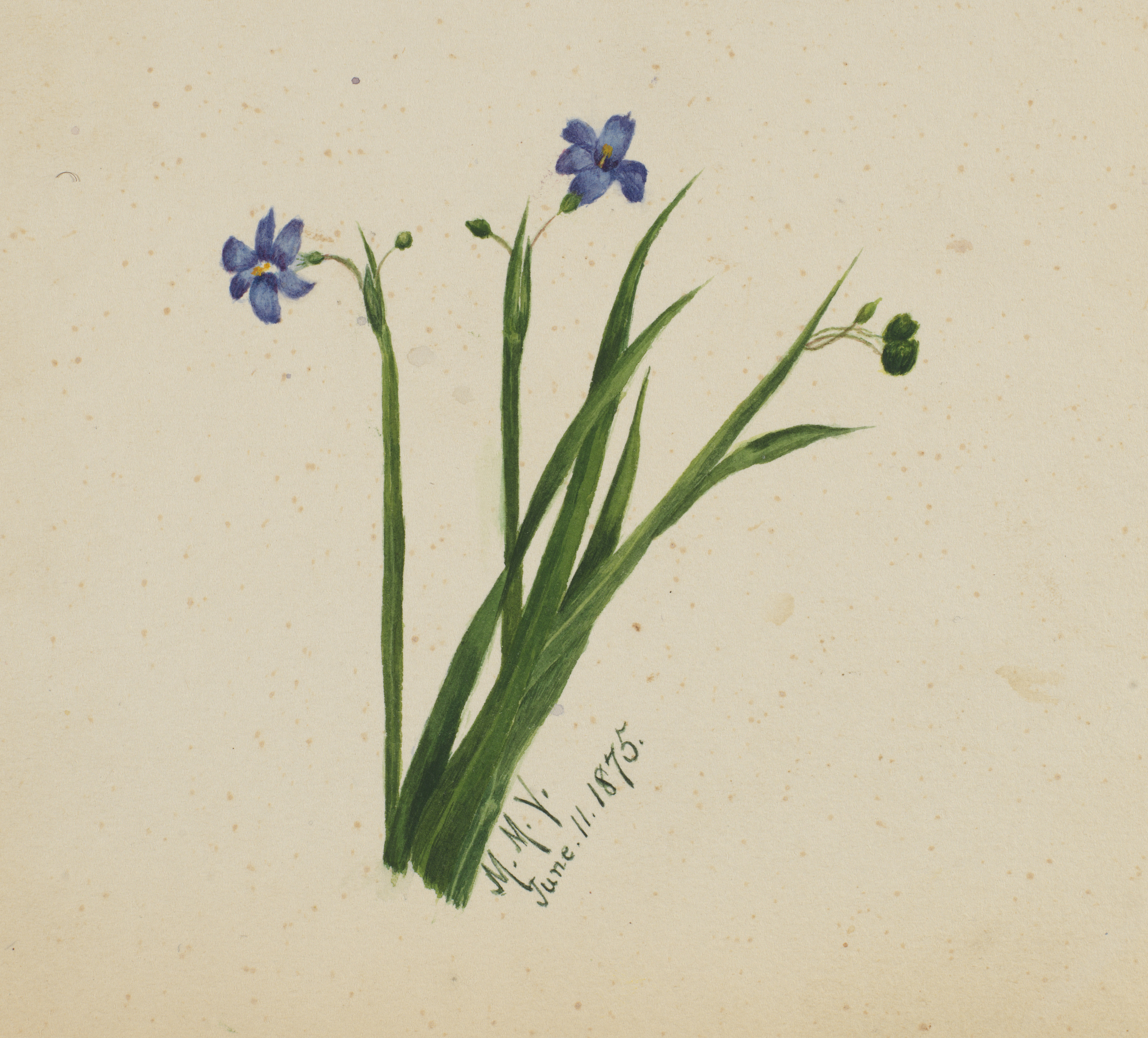 Mary Vaux Walcott, (Untitled)