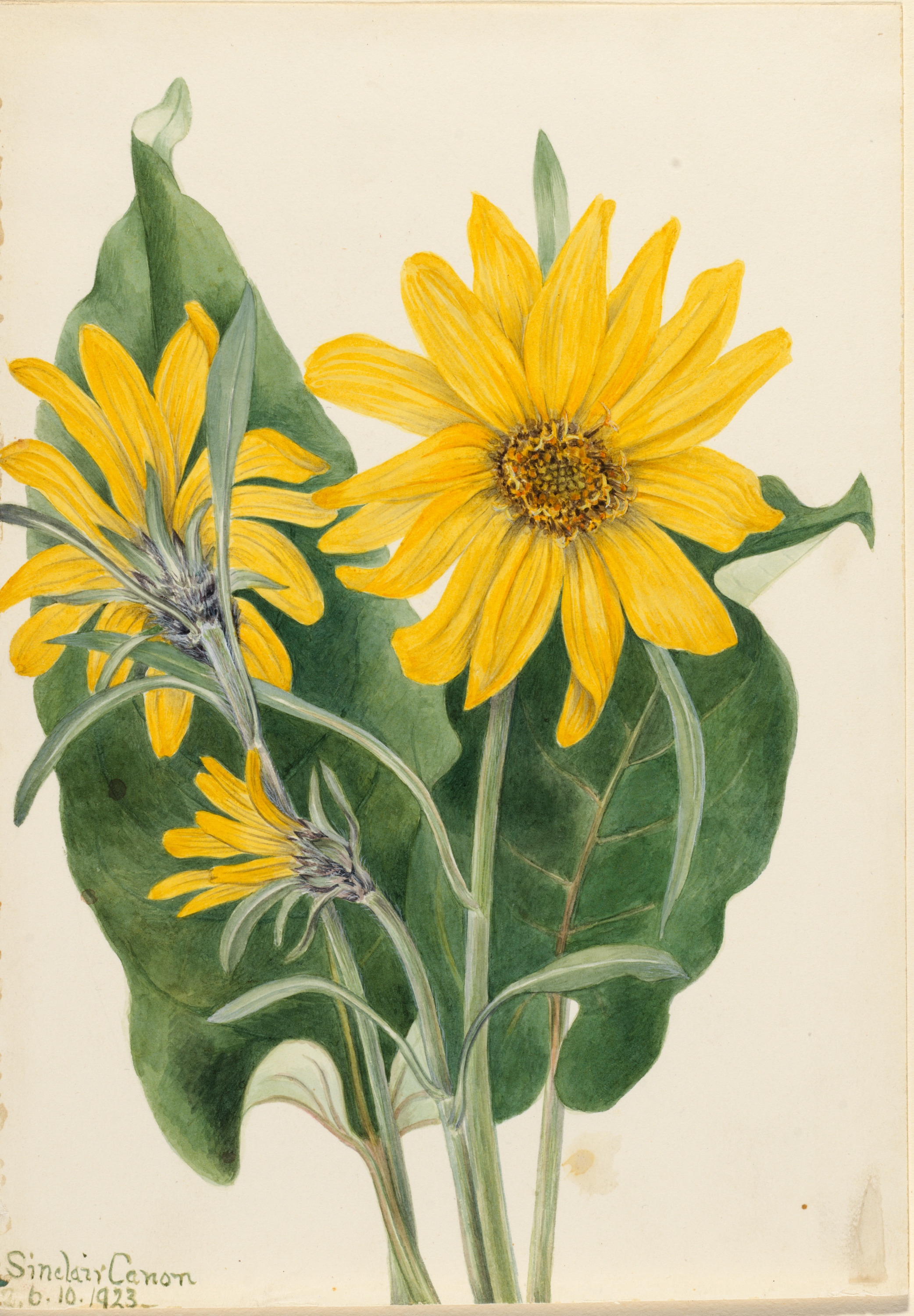 Mary Vaux Walcott, Balsamroot (Balsamorhiza sagittata)