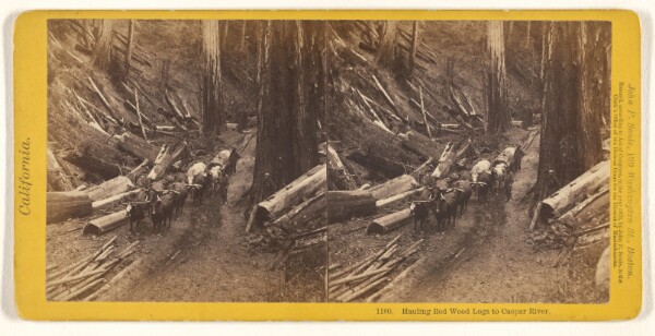 John P. Soule, Hauling Red Wood Logs to Caspar River.