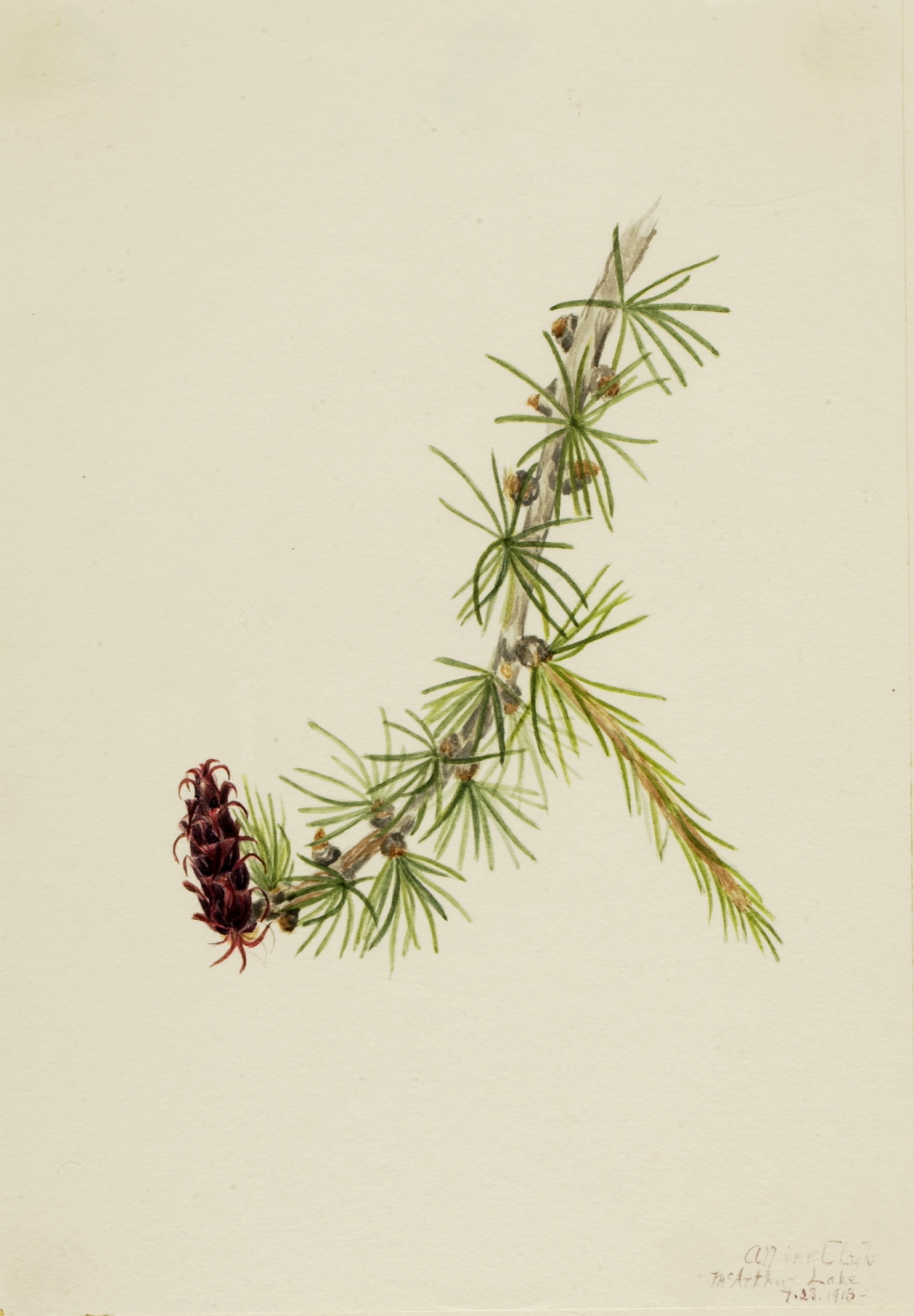 Mary Vaux Walcott, Lyall Larch (Larix lyallii)
