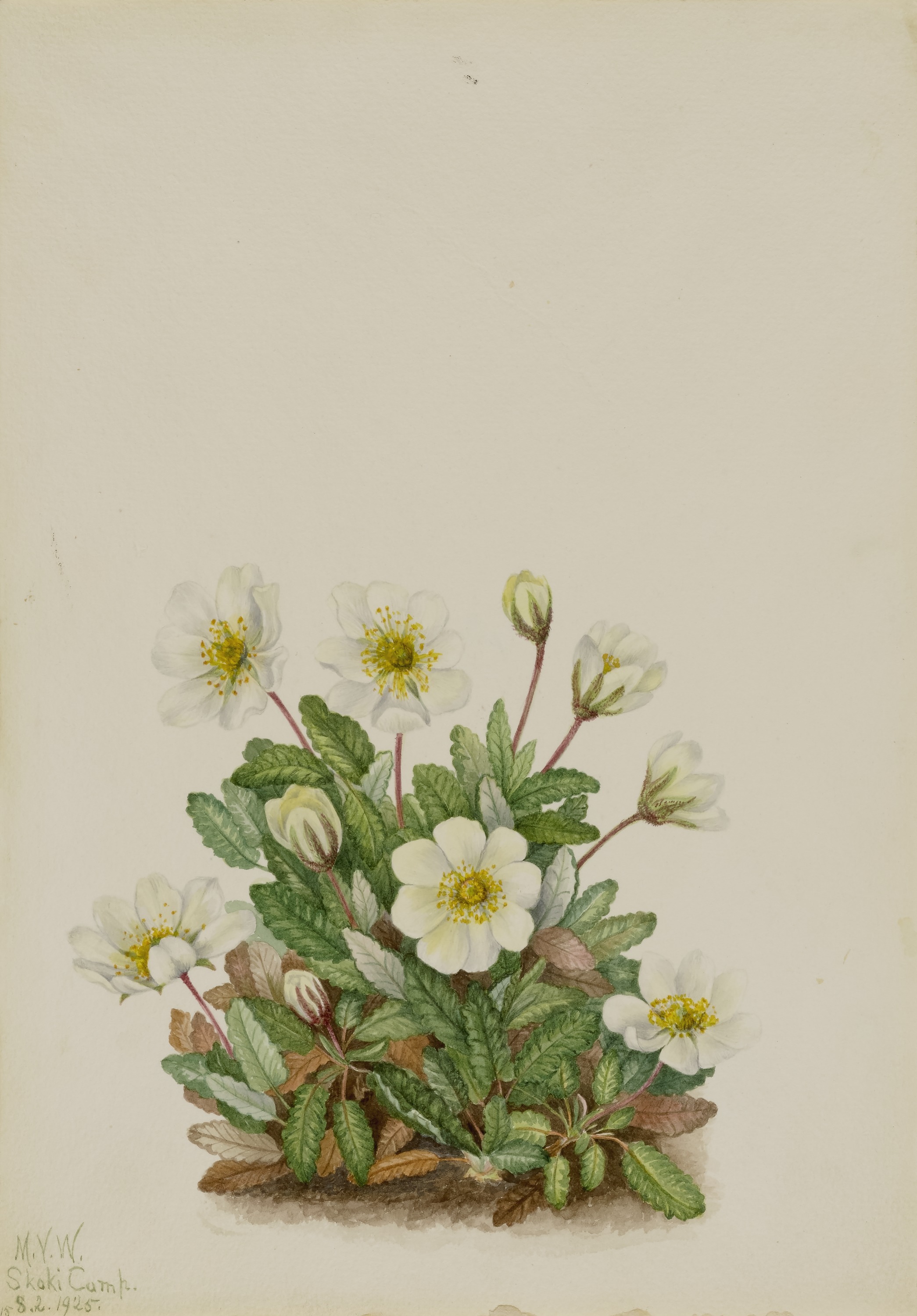 Mary Vaux Walcott, White Dryad (Dryas octopetala)