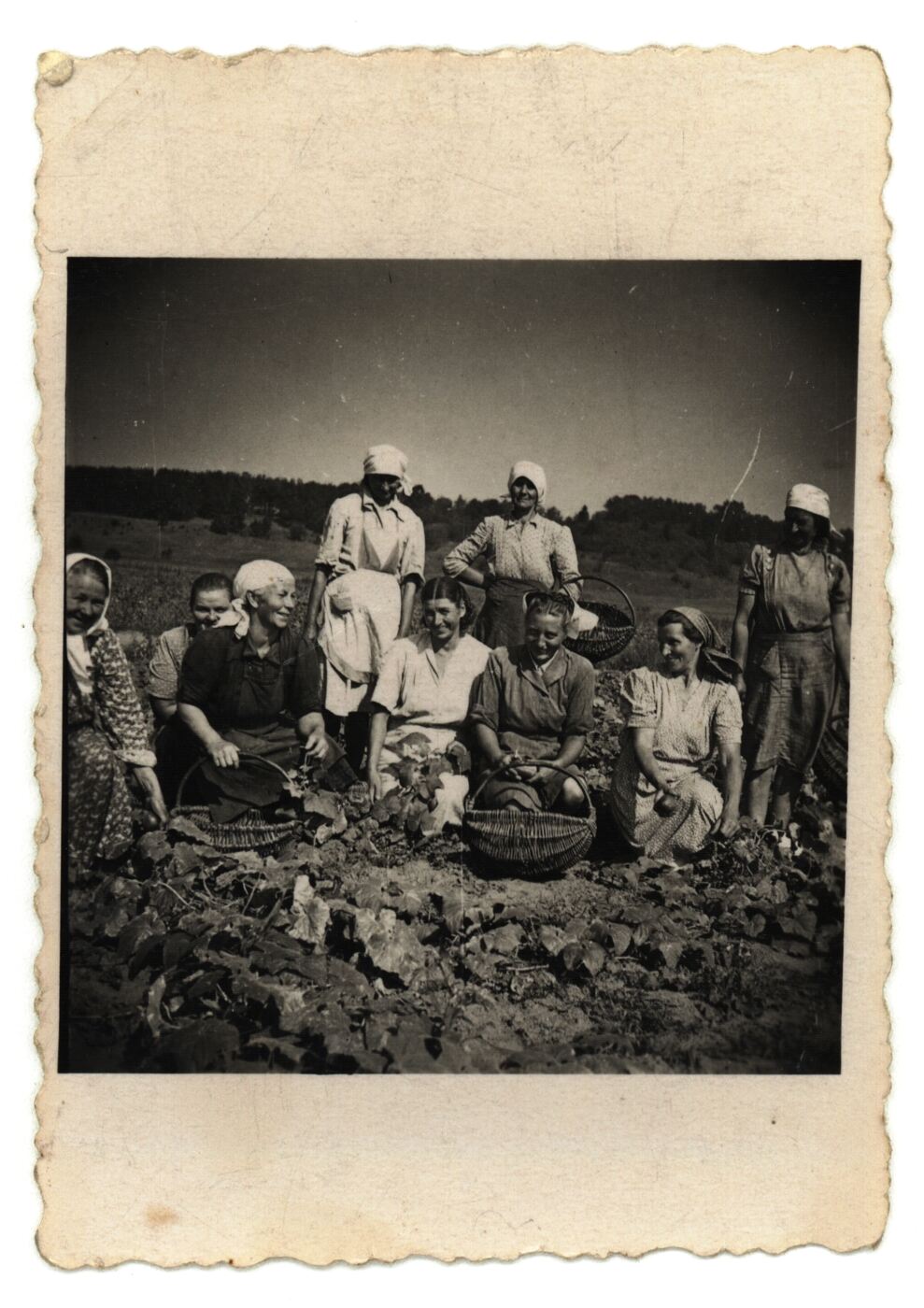 Nežinomas fotografas, Raudondvarietės nuėmę agurkų derlių