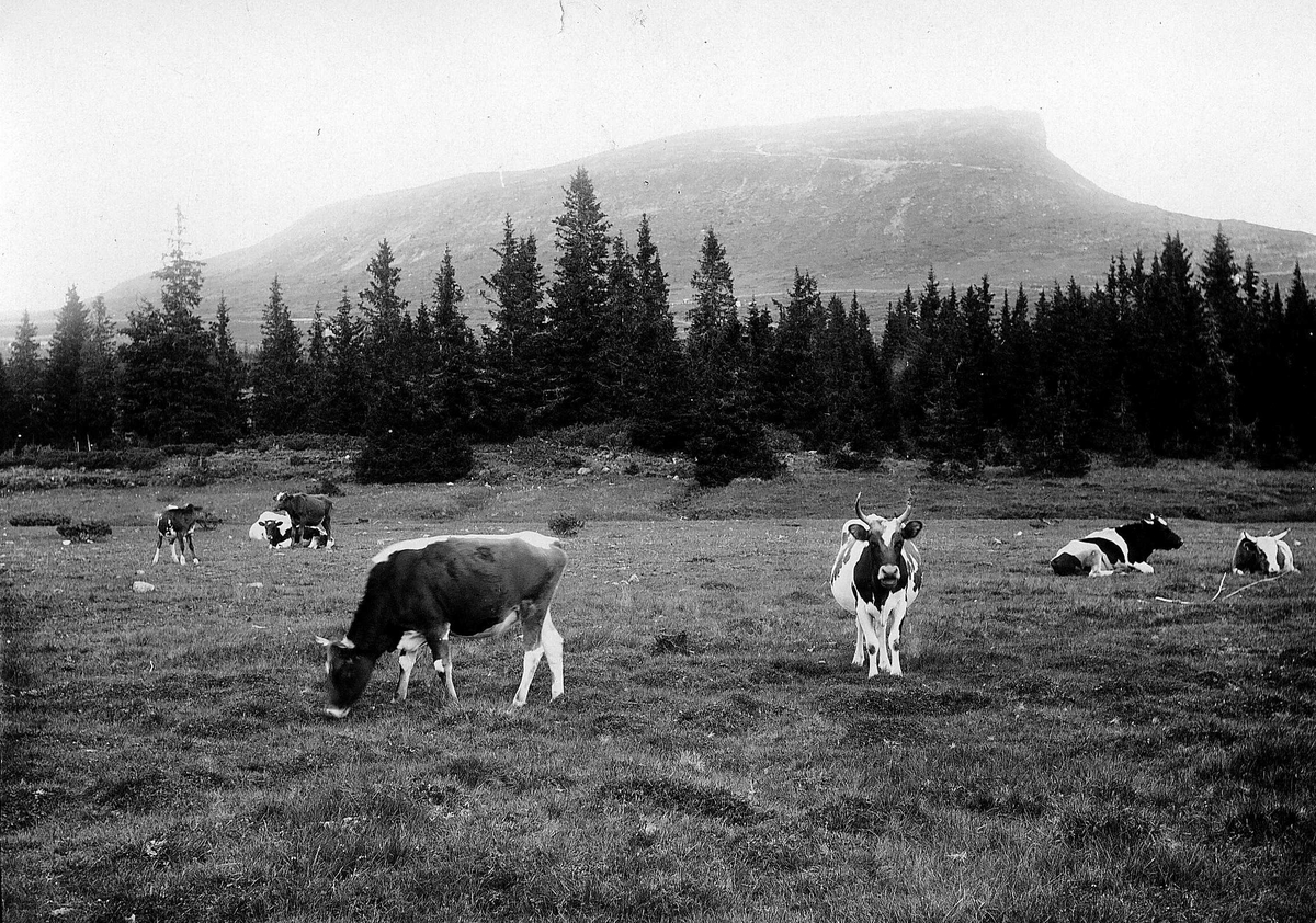 Robert Collett, Kyr på beite, fjellterreng, ved Skeikampen, Gausdal, Oppland. Serie tatt av Robert Collett (1842-1913), amatørfotograf og professor i zoologi.
