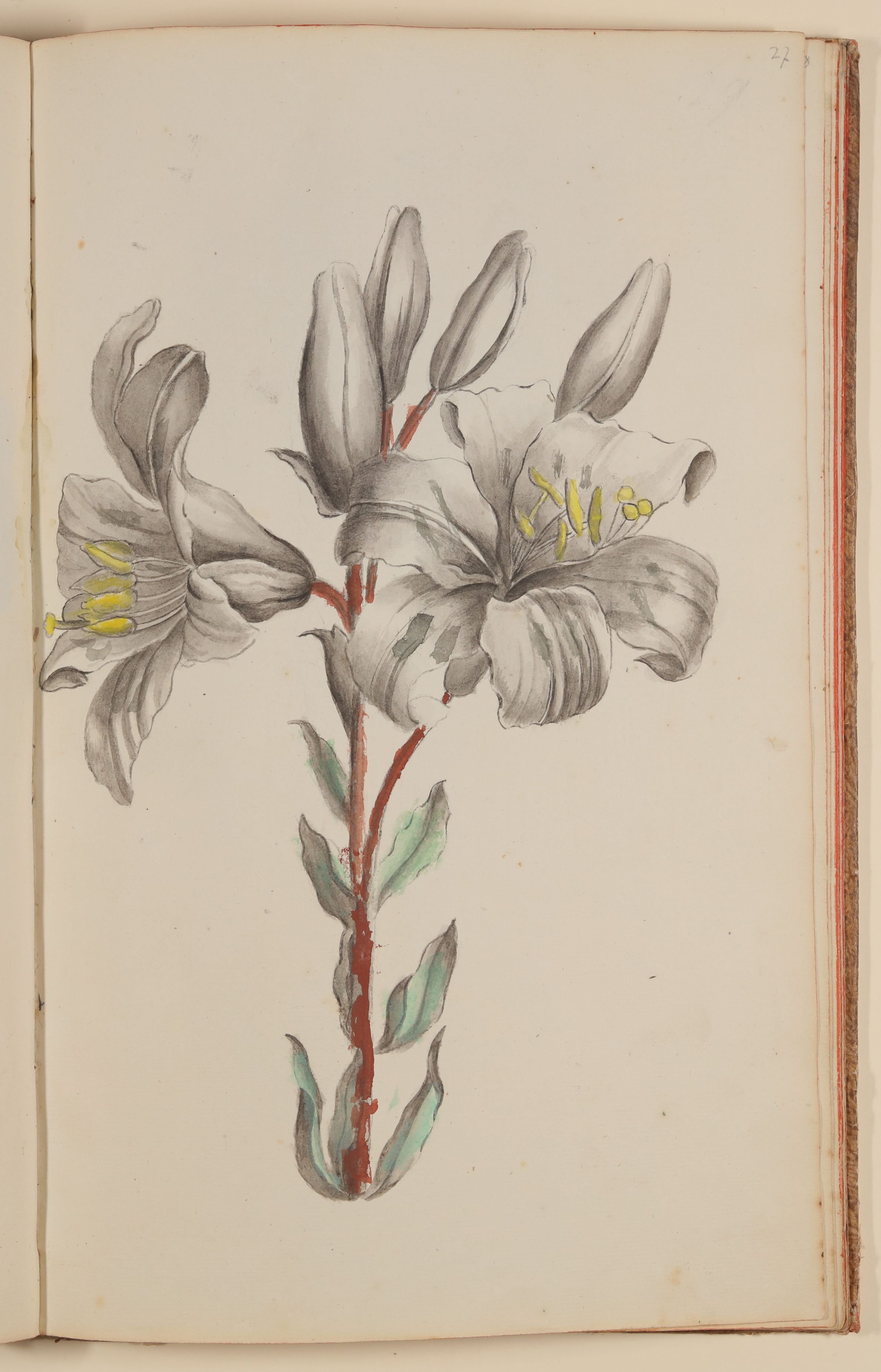 Marianne Franziska Seiffert von Klettenberg, Lilie [aus einem Skizzenbuch der Marianne Franziska Seiffert von Klettenberg]