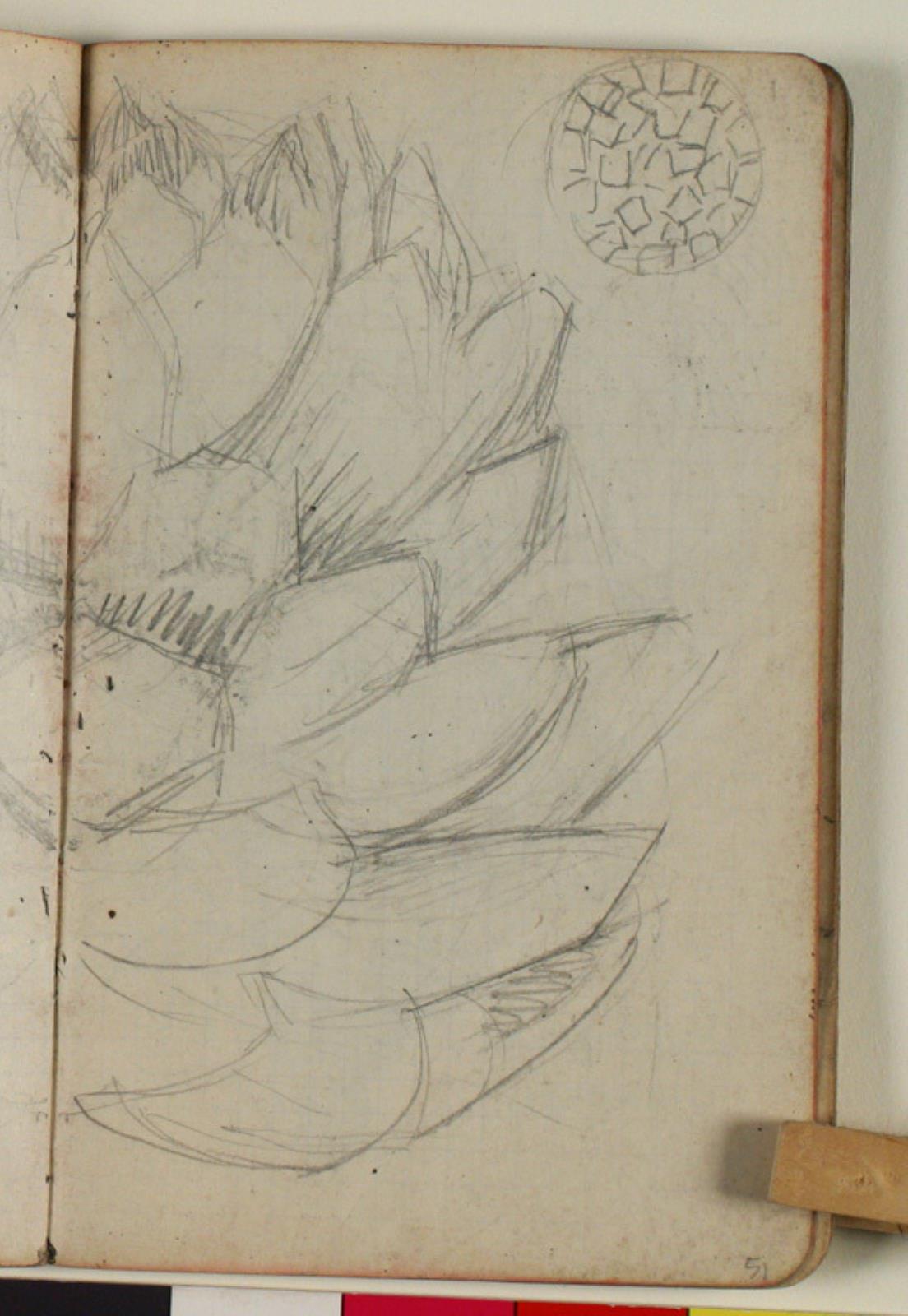 Niels Larsen Stevns, Plantestudie