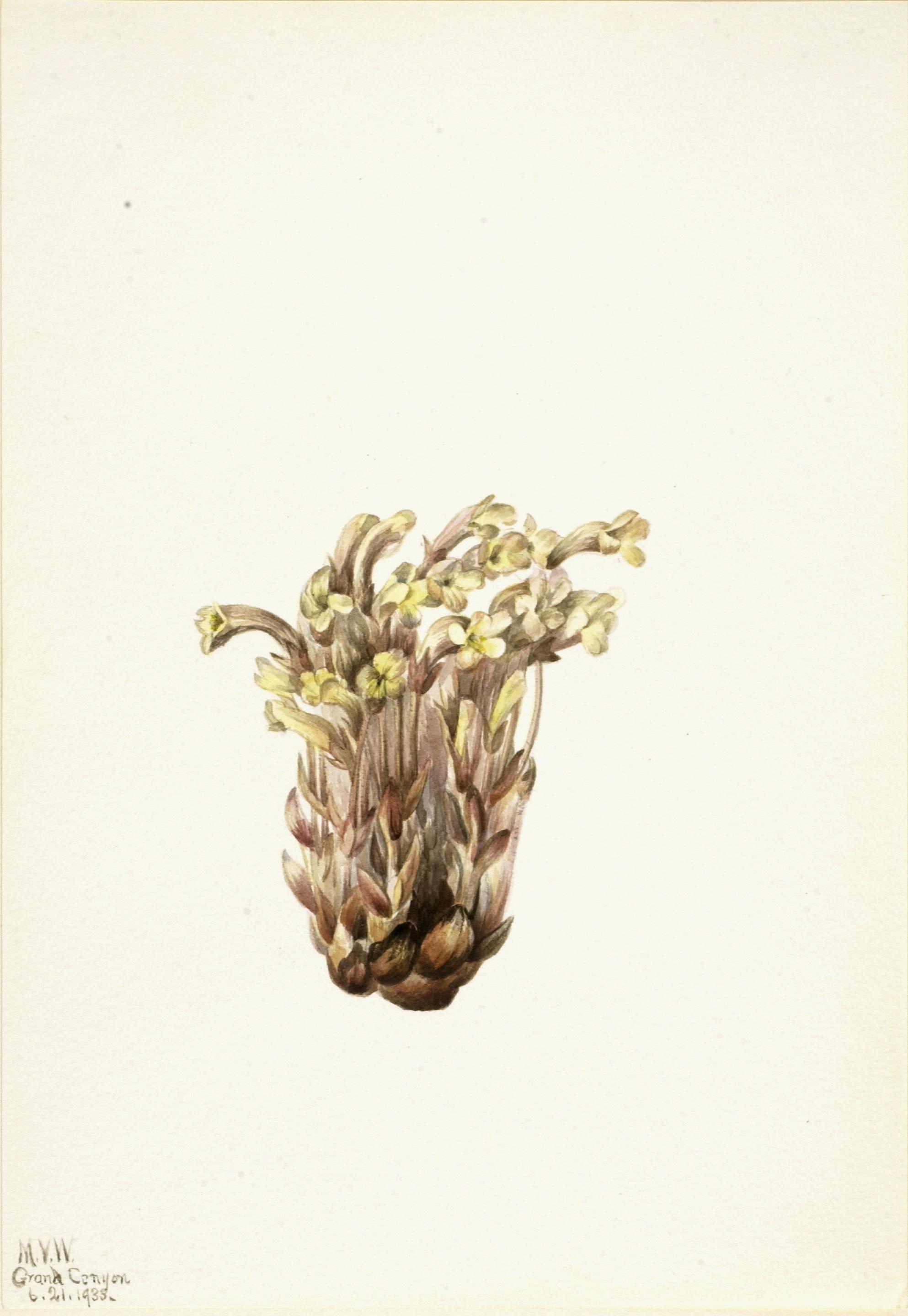 Mary Vaux Walcott, Broomrape (Orobanche fasciculata)