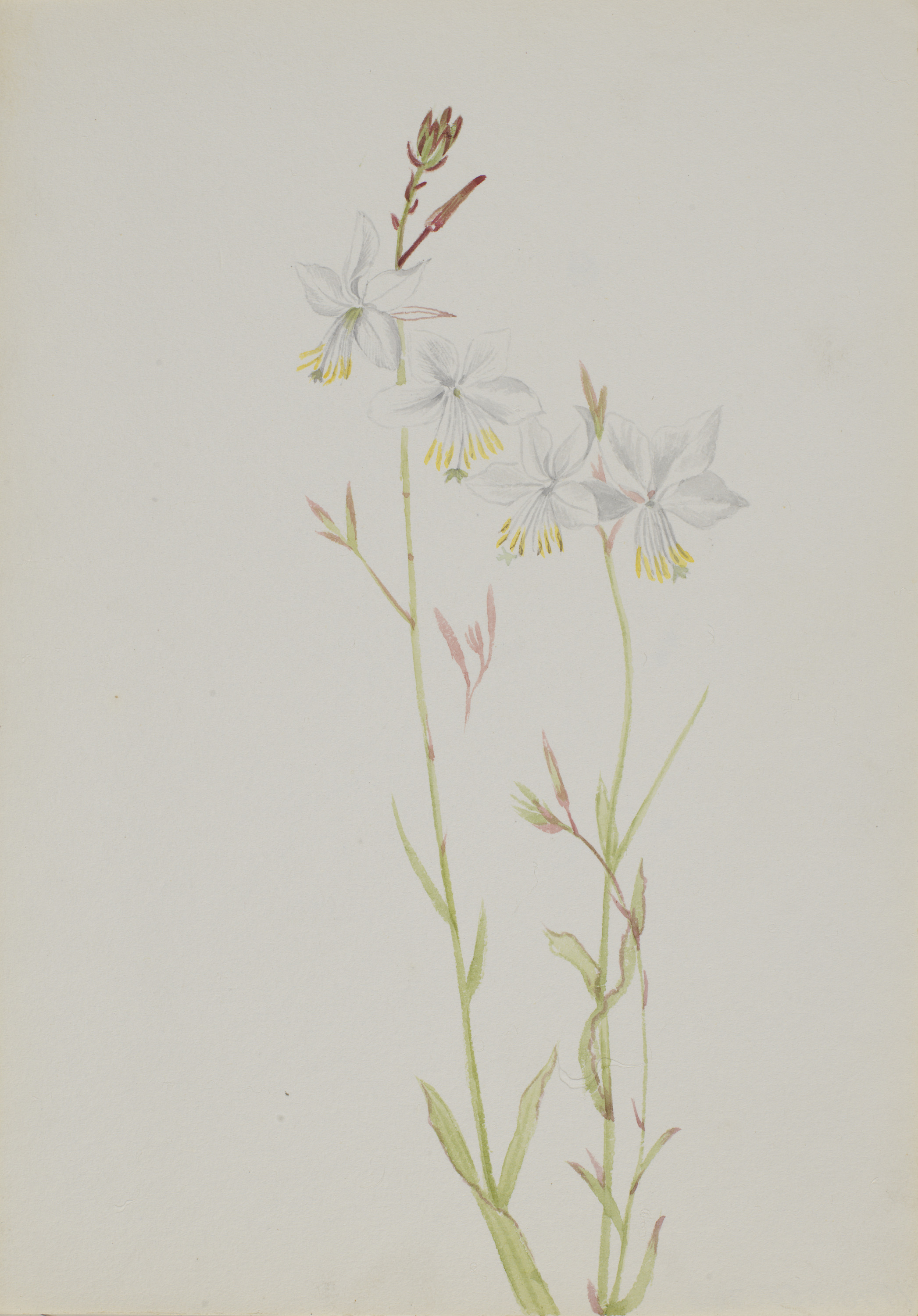 Mary Vaux Walcott, (Untitled--Flower Study)