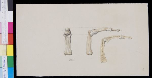 Tiemen Hooiberg, Phalange, view and cross section
