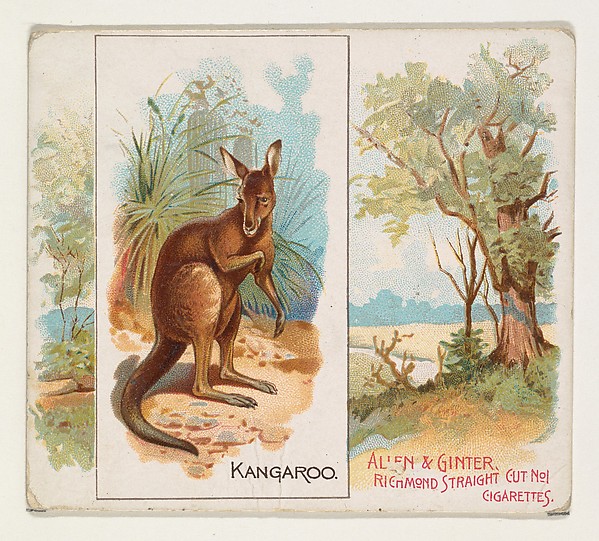 Allen & Ginter, Kangaroo, from Quadrupeds series (N41) for Allen & Ginter Cigarettes
