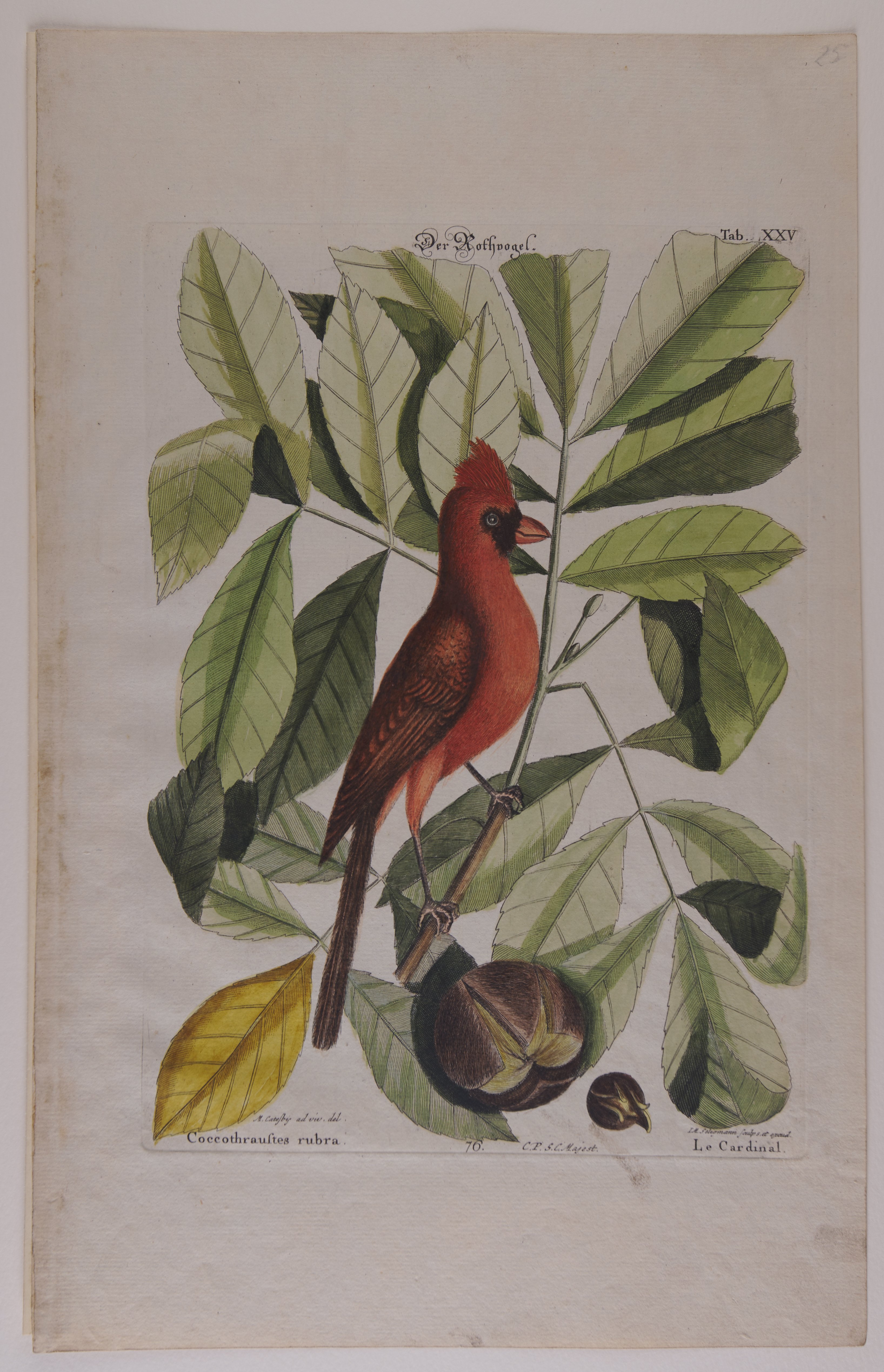 Johann Michael Seligmann, Der Rothvogel, Nachstich aus dem Werk „The Natural History of Carolina, Florida and the Bahama Islands“