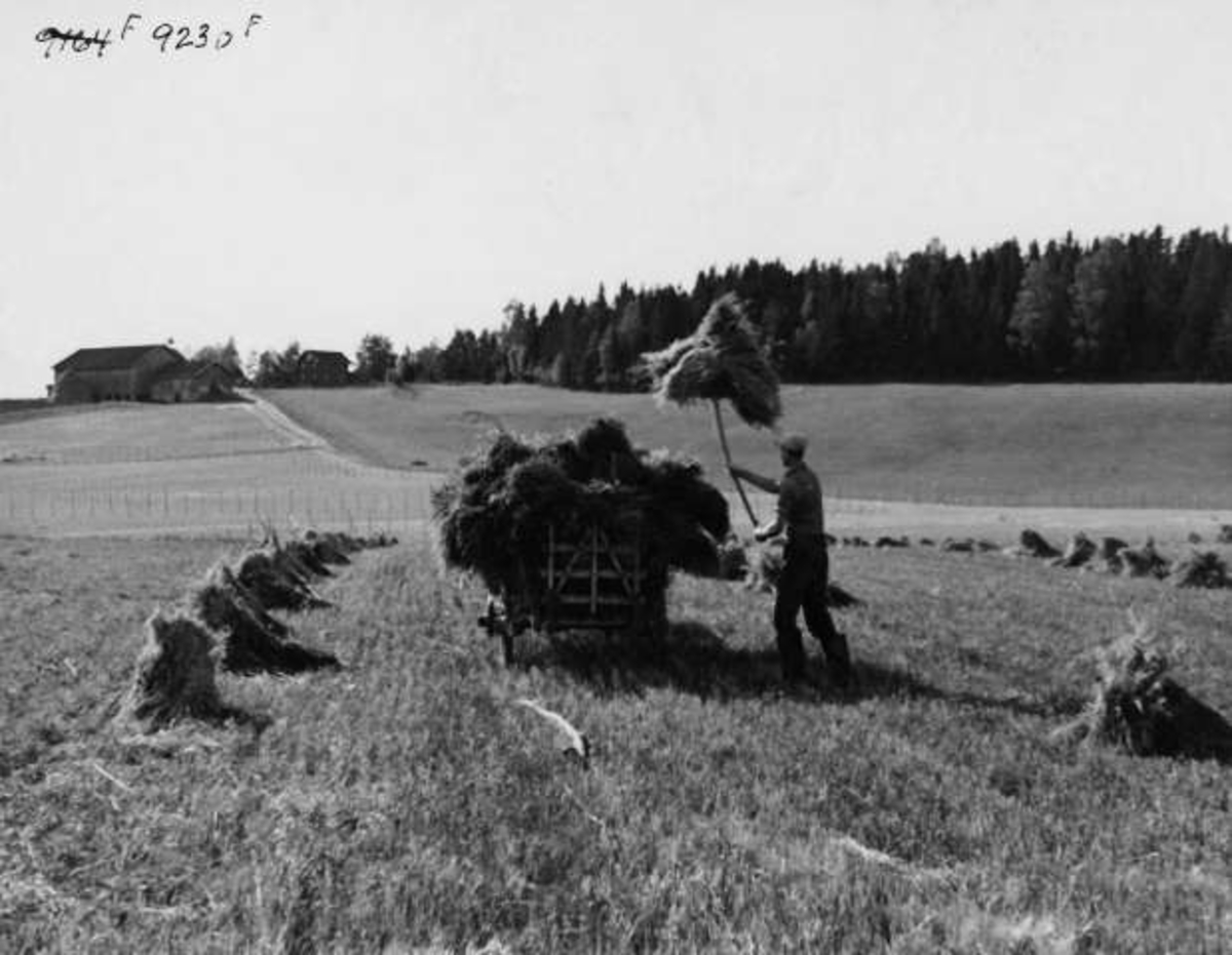 Anders Beer Wilse, -8078