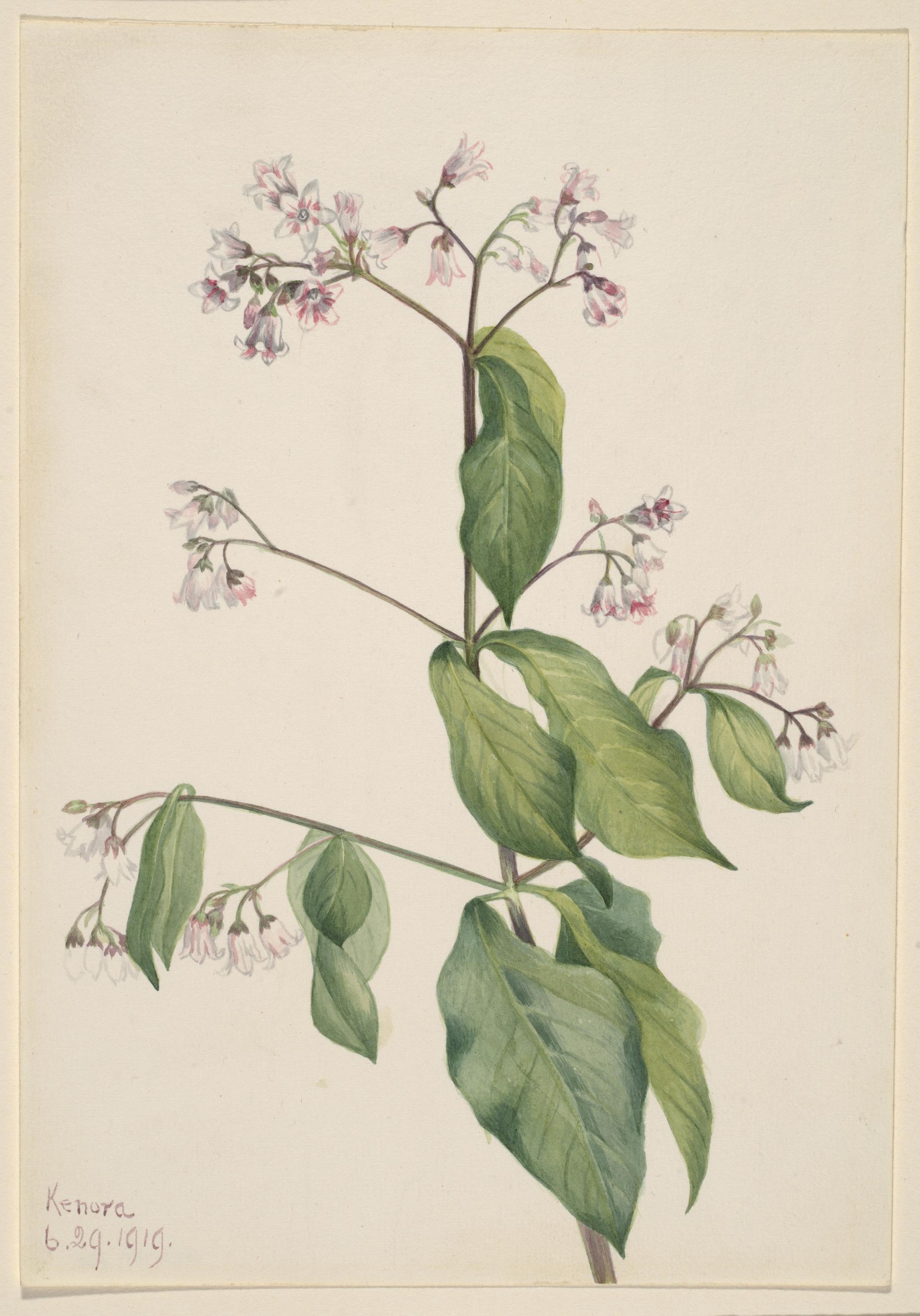Mary Vaux Walcott, Dogbane (Apocyum androsaemfolium)