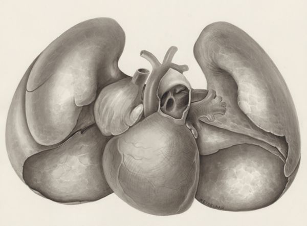 H.G Wetselaar, Heart and adjacent organs