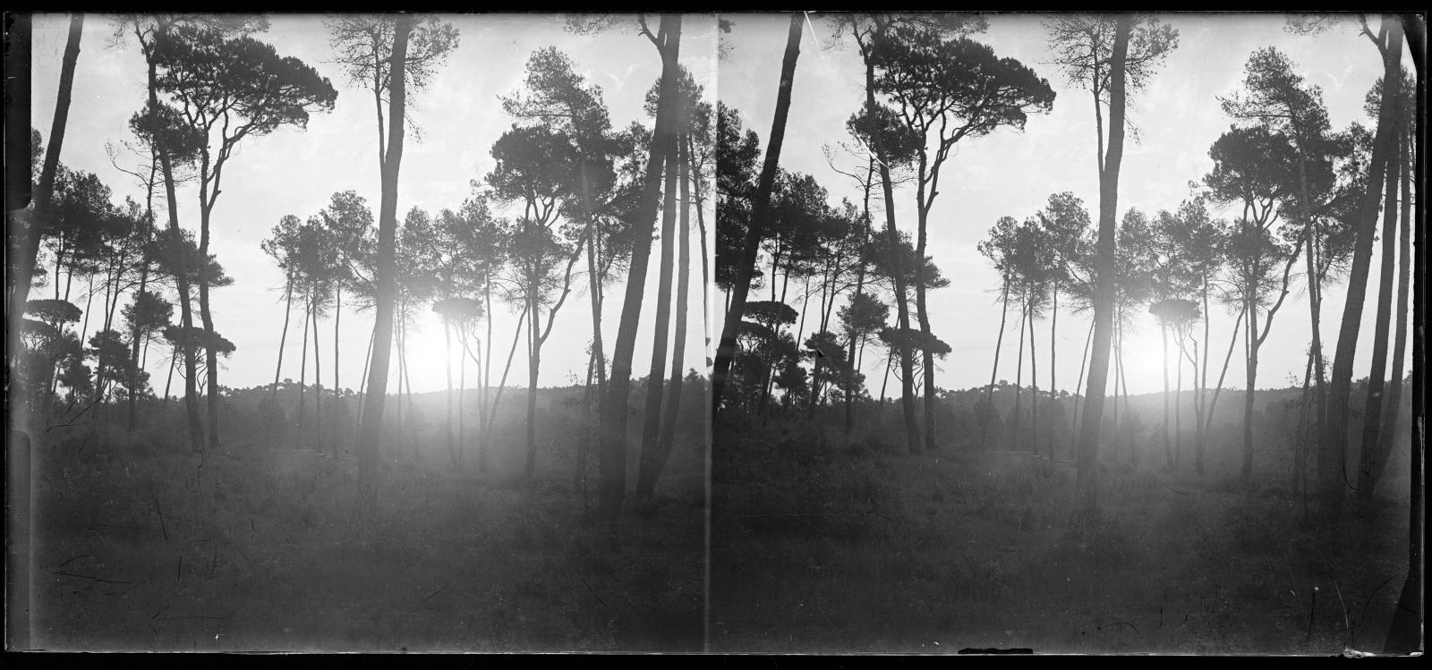 Desconegut, [Forest in Vallvidrera]