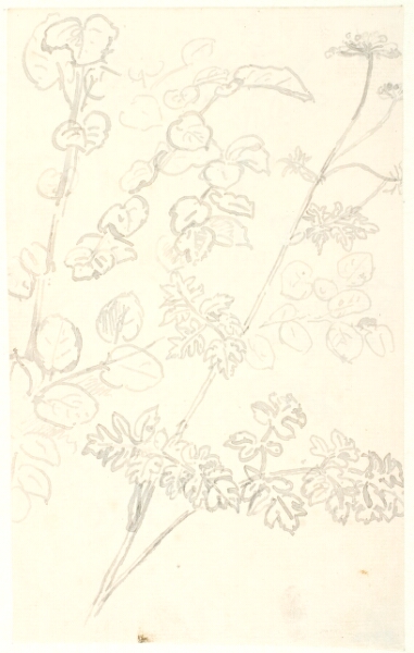 Dankvart Dreyer, Plantestudier