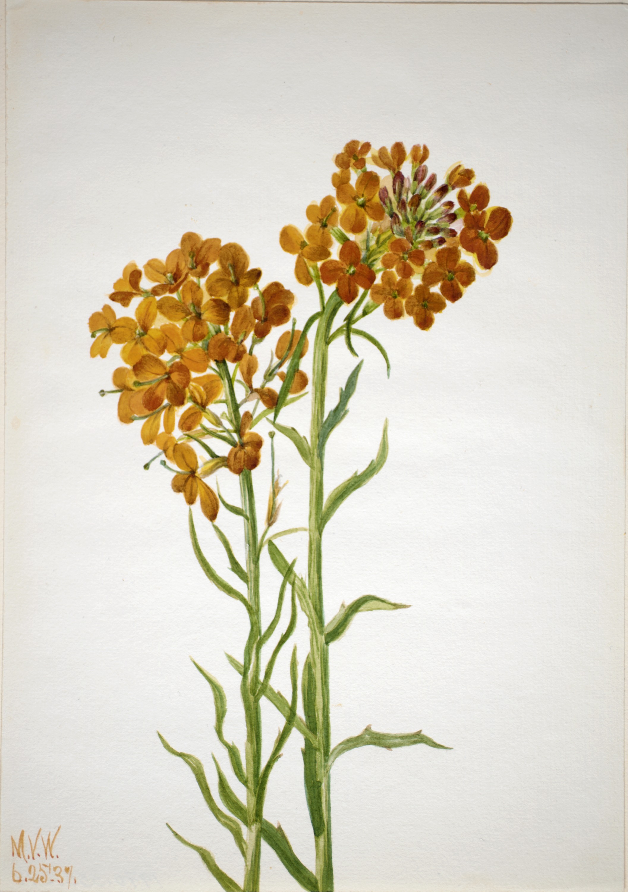 Mary Vaux Walcott, Wallflower (Erysimum wheeleri)