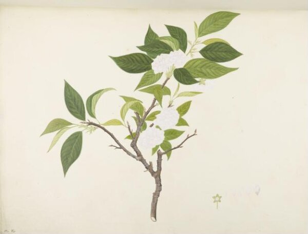 unknown, Flowers and Fruits