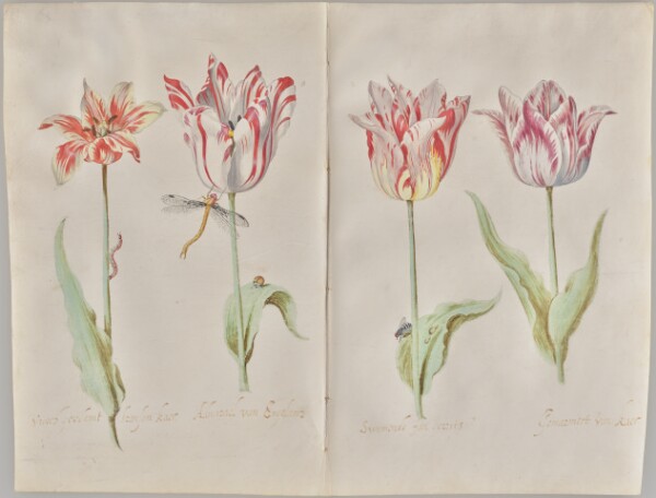 Jacob Marrel, Four Tulips