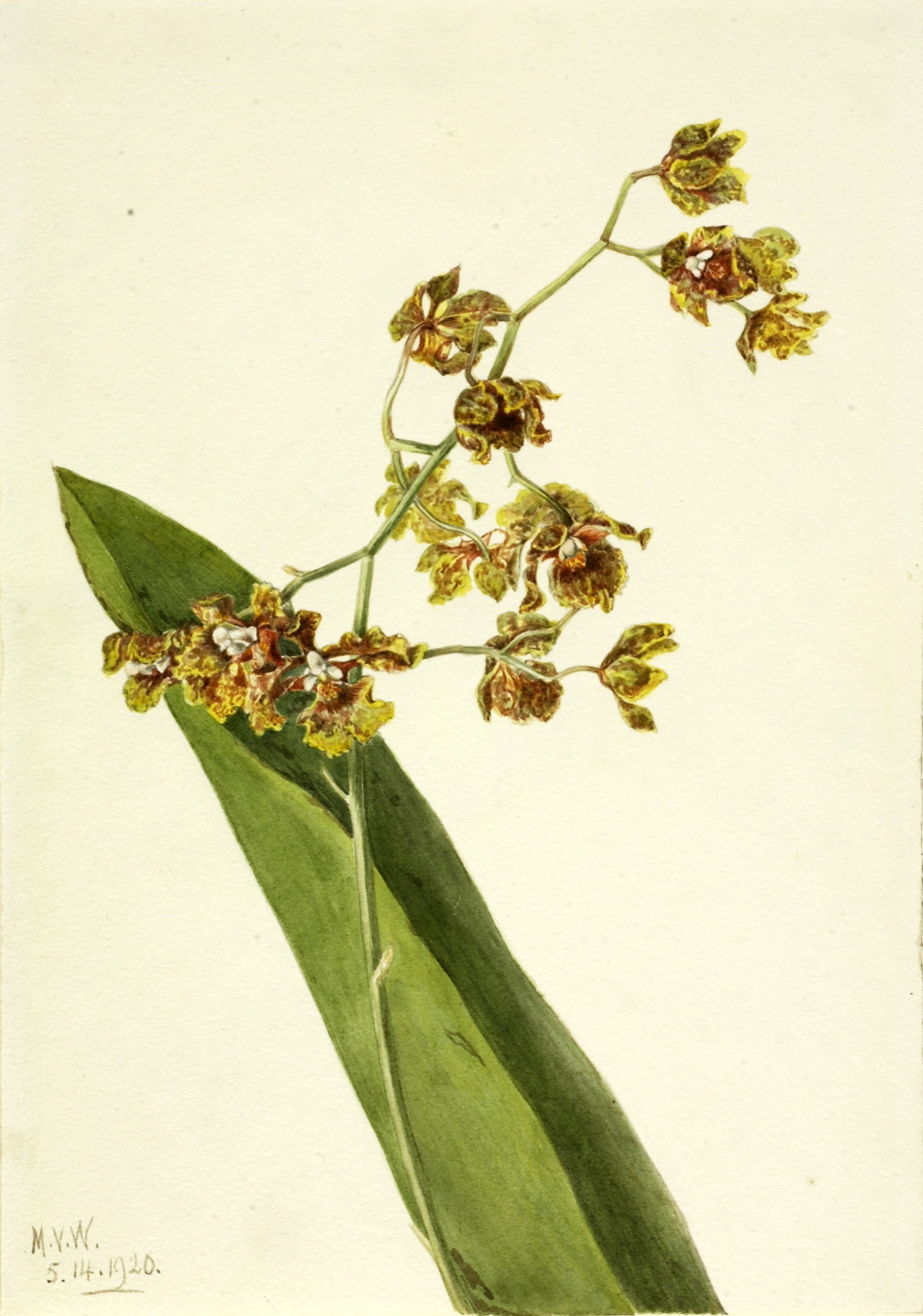Mary Vaux Walcott, Spotted Cyrtopodium (Cyrtopodium punctatum)